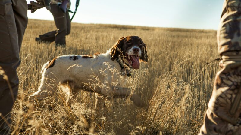 Hunting dogs and services for sale at gundogfinder.com. Get expert hunting dog marketing help today.