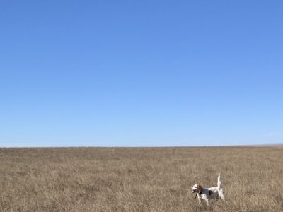 English Setter Puppies