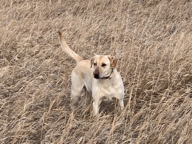 AKC/APLA Pointing Lab Puppies For Sale