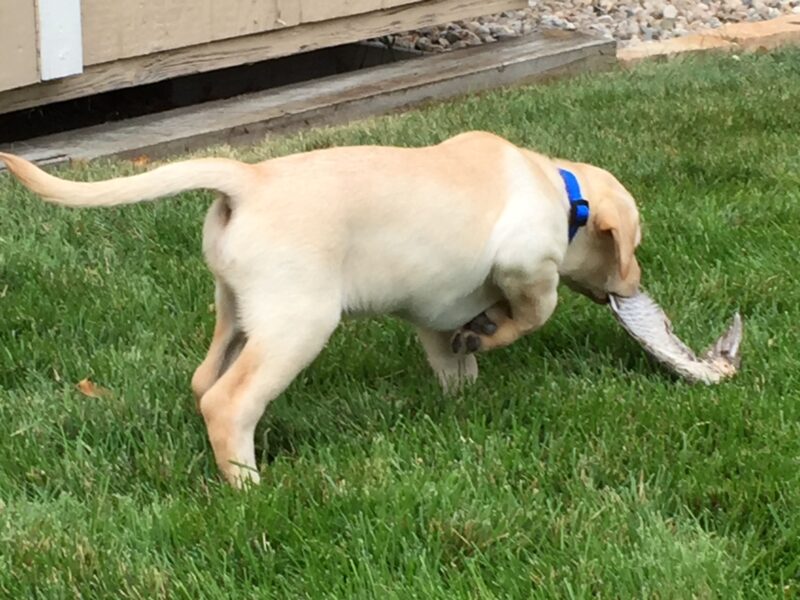 AKC/APLA Pointing Lab Puppies For Sale