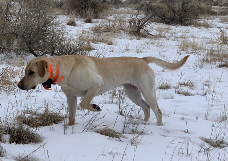 AKC/APLA Pointing Lab Puppies For Sale