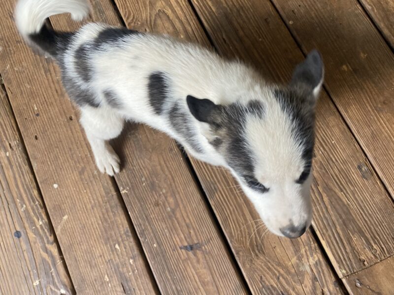 **Husky/ Labrador Mixed**